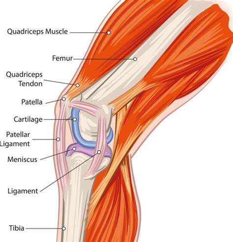 Knee Joint Diagram Blank | Best Diagram Collection