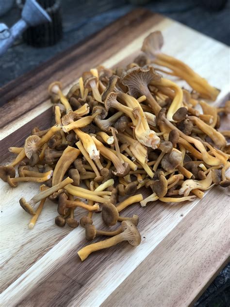 Yellowfoot Chanterelles from this weekend’s foraging trip (Northern CA) : r/mycology