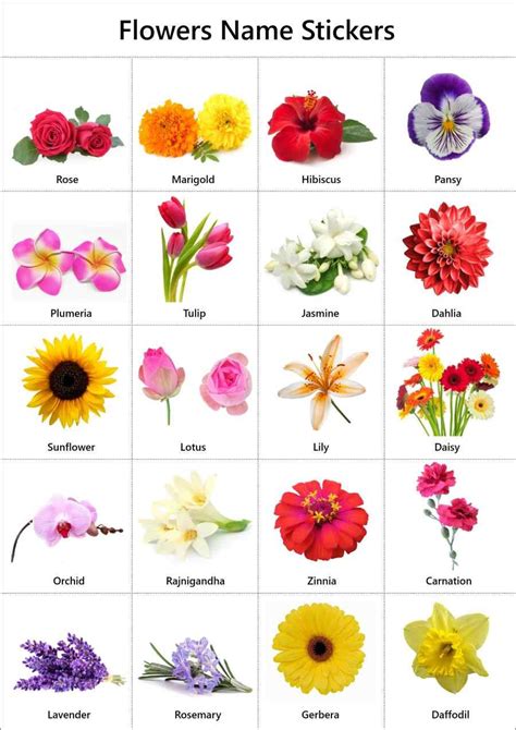 Flowers Name in English: Pictures | Videos | Charts - Ira Parenting ...