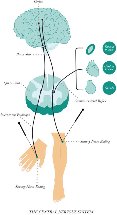 Acupuncture as a Therapeutic Treatment for Anxiety - Evidence Based Acupuncture