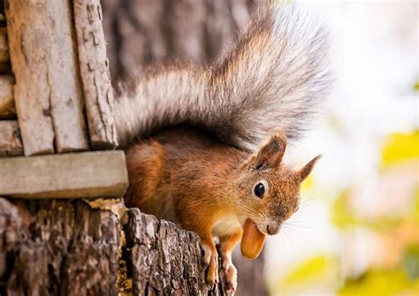 Why Do Squirrels Like Acorns? | Outdoor Pests