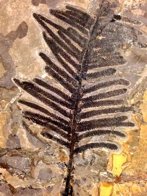 1000+ images about Prehistoric Plants on Pinterest