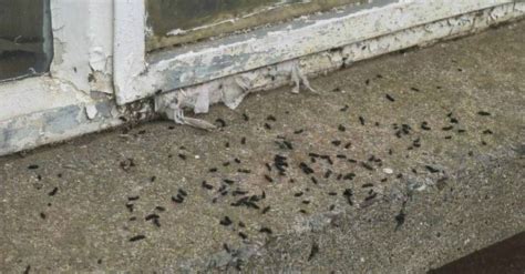 Bat Poop 101: Identification & Dangers [with Pictures]