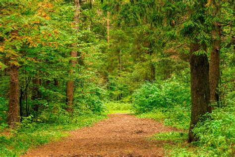 Mixed Forest in Autumn, Landscape Stock Image - Image of season, beautiful: 135976371