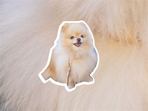 How Can I Make My Pomeranian Fluffy