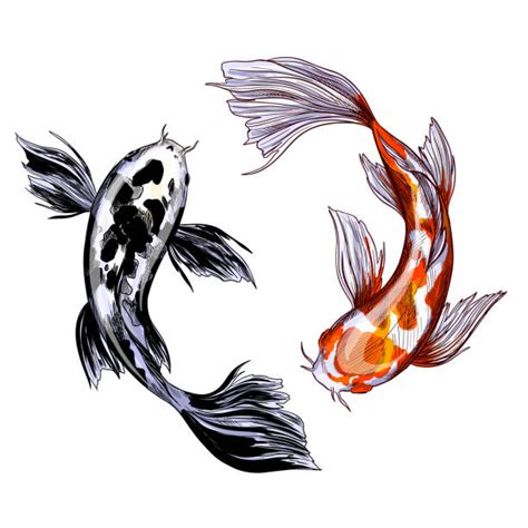 Koi Fish Sketch Illustrations, Royalty-Free Vector Graphics & Clip Art - iStock