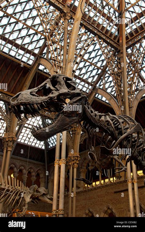 Dinosaur skeletons at the University Museum of Natural History, Oxford, England Stock Photo - Alamy