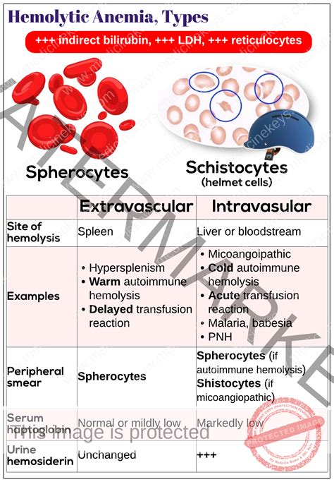 Hemolytic Anemia Types Causes Symptoms And Treatment | The Best Porn ...