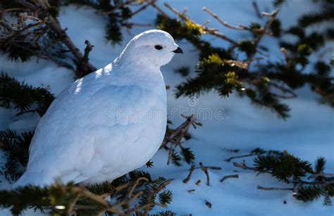 A White-tailed Ptarmigan In Winter Plumage Stock Image - Image of tundra, grouse: 132272789