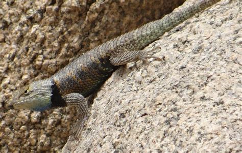 Postcards from Idyllwild: Lizards of the Desert