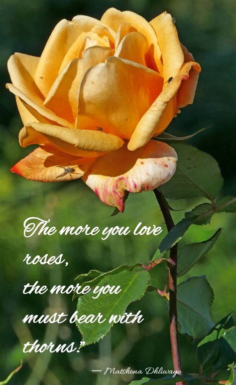 Romantic Rose Quotes - 20 Best Rose Love Quotes with Images in 2020