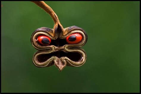 Abrus seed pod. One of the most deadly plant toxins, abrin, is produced by rosary pea (Abrus ...