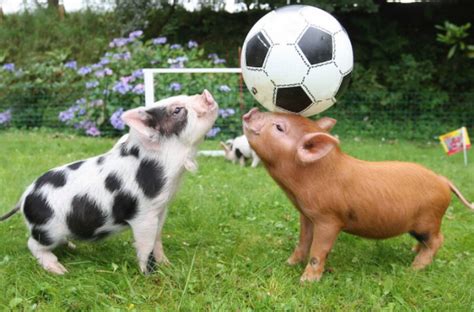 Miniature Pot Belly pigs – adorable and fun micro pigs pets