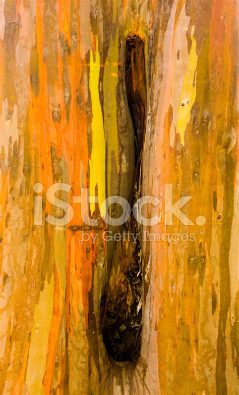 Detail Of Colorful Bark Of Rainbow Eucalyptus Tree Stock Photo | Royalty-Free | FreeImages