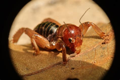 What Is A Jerusalem Cricket? - Aantex Pest & Termite Control