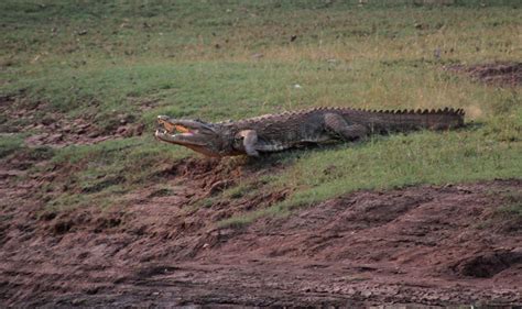 Boating on the Bhadra Reservoir - A Photo Essay - Darter Photography