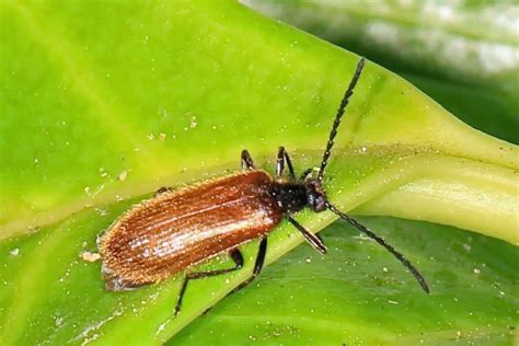 Fotos Käferarten 2 - diese Insekten sind in der Natur sehr häufig ...