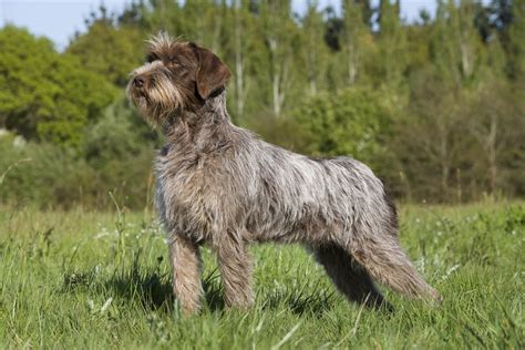 Breed of the Week: Wirehaired Pointing Griffon | Paws Playgrounds