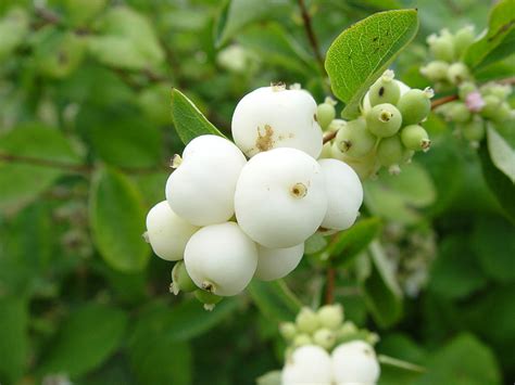 Symphoricarpos albus var. laevigatus - Judi the Gardener