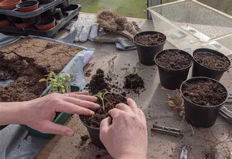 How to Make Potting Soil Mix for Vegetables: Homemade Recipes, Top ...