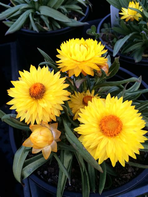 Sunny Yellow Bracteantha Perennial