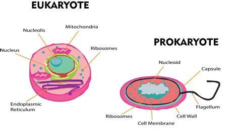 True nucleus is absent in A. Green algaeB. FungiC. LichensD. Bacteria