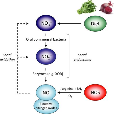 Therapeutic value of stimulating the nitrate‐nitrite‐nitric oxide ...