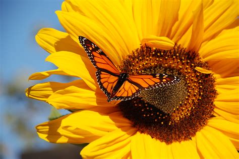 Sunflower & Butterfly | Sunflower and butterfly in my garden… | Flickr