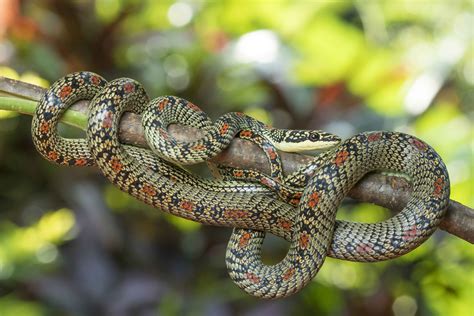 Ornate Flying snake | Rahul Alvares