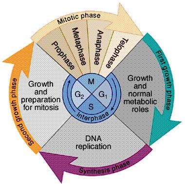 Cell Cycles: Interphase, Mitosis, Cytokinesis | SchoolWorkHelper