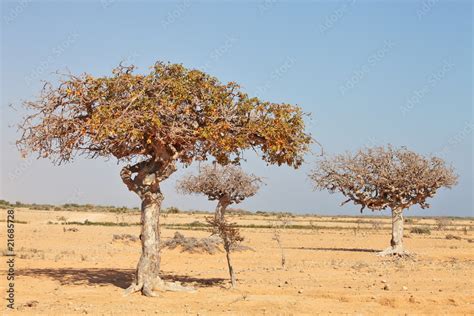 myrrh tree (Commiphora myrrha) Stock Photo | Adobe Stock