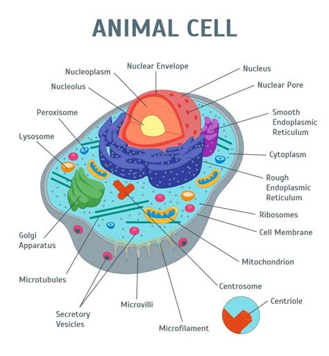 Animal Cell Diagram Diagram | Quizlet