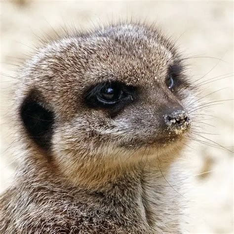 Meerkat - Facts, Diet, Habitat & Pictures on Animalia.bio