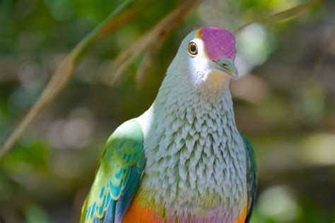 beautiful, Fruit, Dove Wallpapers HD / Desktop and Mobile Backgrounds