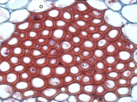 Sclerenchyma Cells Overview, Function & Types - Lesson | Study.com