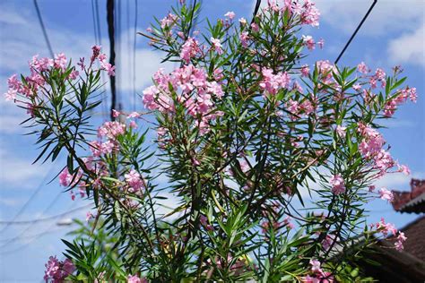 Oleander: Plant Care & Growing Guide