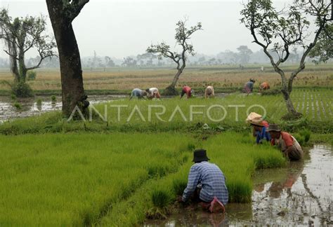 SAWAH TADAH HUJAN | ANTARA Foto