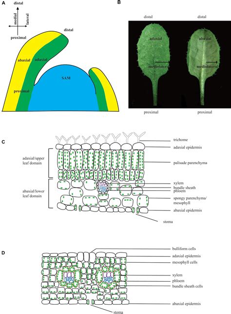 Frontiers | Patterning a Leaf by Establishing Polarities