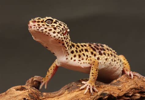 6 Surprising Leopard Gecko Facts : Keeping It Pawsome