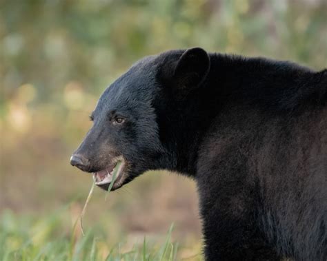 Wildlife Photography Guide to the Great Smoky Mountains - Nature TTL