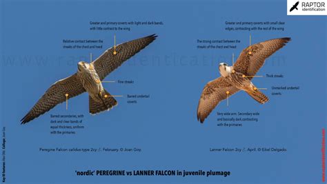 Peregrine Falcon – Raptor Identification – The complete raptors guide