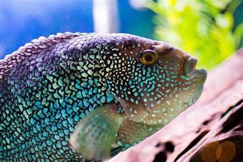 Jack Dempsey Cichlid Fish Beginner Friendly Guide