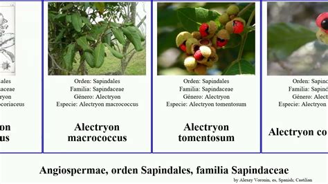 Angiospermae, orden Sapindales, familia Sapindaceae acer alectryon dodonaea sect blanco subsp ...