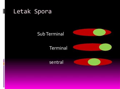 Pewarnaan spora pada bakteri kelas 11.5