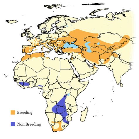 European Bee-Eater - Wildlife Vagabond