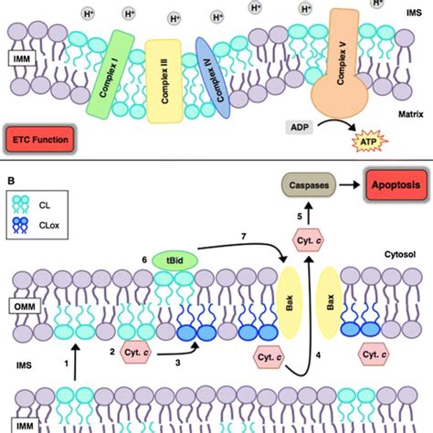 The biological functions of cardiolipin in the mitochondria. a... | Download Scientific Diagram