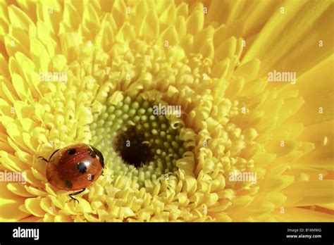 Lady bug walking on yellow gerber daisy flower Stock Photo - Alamy