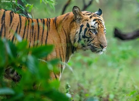 Tiger Trail - Journey to Bandhavgarh - Bandhavgarh National Park