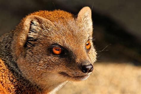 Mongoose - Newquay Zoo | Airwolfhound | Flickr