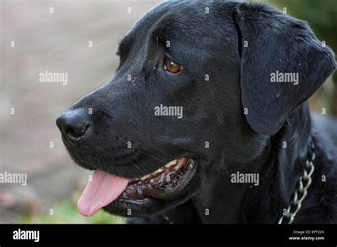 A young black labrador x rottweiler watching something Stock Photo - Alamy